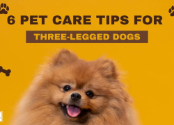 6 Pet Care Tips for Three-Legged Dogs