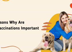 6 Reasons Why Are Pet Vaccinations Important