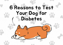 6 Reasons to Test Your Dog for Diabetes