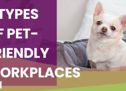 6 Types of Pet-Friendly Workplaces