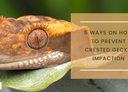 5 Ways On How To Prevent Crested Gecko Impaction
