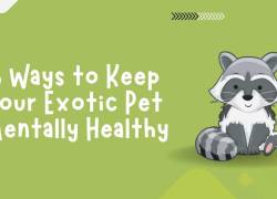 6 Ways to Keep Your Exotic Pet Mentally Healthy