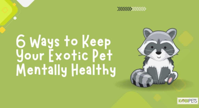 6 Ways to Keep Your Exotic Pet Mentally Healthy