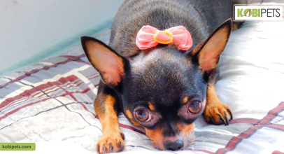 8 Ways to Accessorize Your Dog to Look Chic for Winter