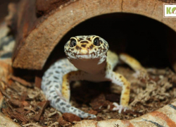 Tips For Choosing a Leopard Gecko Substrate
