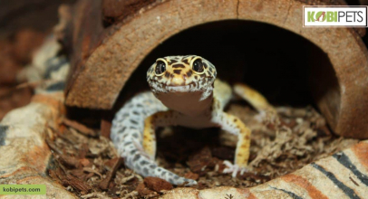Tips For Choosing a Leopard Gecko Substrate