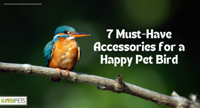 7 Must-Have Accessories for a Happy Pet Bird