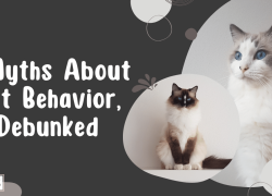 7 Myths About Cat Behavior, Debunked