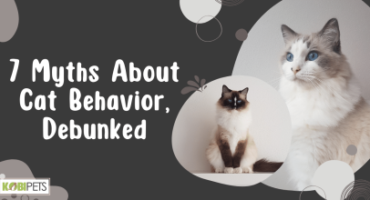 7 Myths About Cat Behavior, Debunked