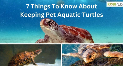 7 Things To Know About Keeping Pet Aquatic Turtles