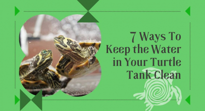 7 Ways To Keep the Water in Your Turtle Tank Clean