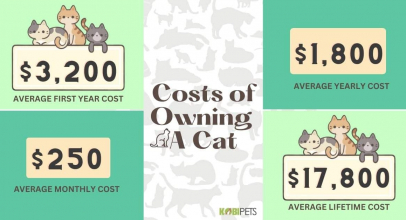 The Complete Breakdown: Costs of Cat Ownership