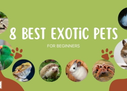 8 Best Exotic Pets for Beginners