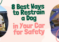 8 Best Ways to Restrain a Dog in Your Car for Safety