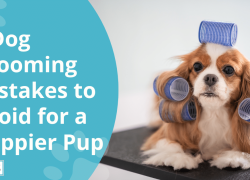 8 Dog Grooming Mistakes to Avoid for a Happier Pup