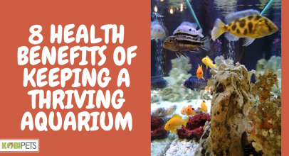 8 Health Benefits of Keeping a Thriving Aquarium