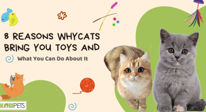 8 Reasons Why Cats Bring You Toys and What You Can Do About It
