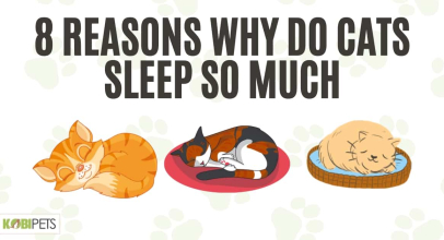 8 Reasons Why Do Cats Sleep So Much