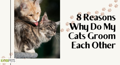8 Reasons Why Do My Cats Groom Each Other