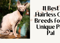 11 Best Hairless Cat Breeds for a Unique Pet Pal