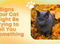 8 Signs Your Cat Might Be Trying to Tell You Something