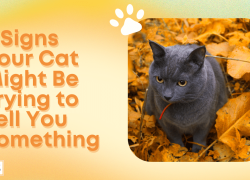 8 Signs Your Cat Might Be Trying to Tell You Something