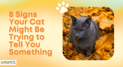 8 Signs Your Cat Might Be Trying to Tell You Something
