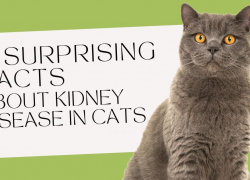 8 Surprising Facts About Kidney Disease in Cats