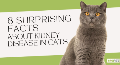 8 Surprising Facts About Kidney Disease in Cats