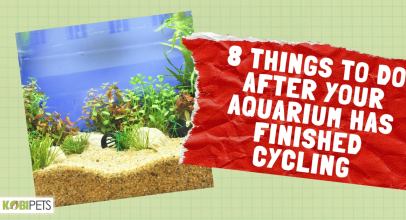 8 Things to Do After Your Aquarium Has Finished Cycling