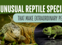 8 Unusual Reptile Species That Make Extraordinary Pets