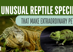 8 Unusual Reptile Species That Make Extraordinary Pets