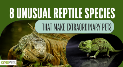 8 Unusual Reptile Species That Make Extraordinary Pets