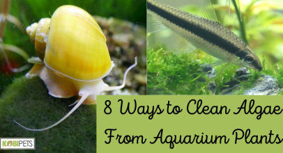 8 Ways to Clean Algae From Aquarium Plants