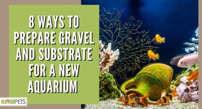8 Ways to Prepare Gravel and Substrate for a New Aquarium