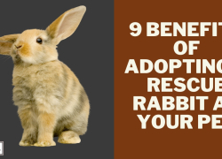 9 Benefits of Adopting a Rescue Rabbit as Your Pet