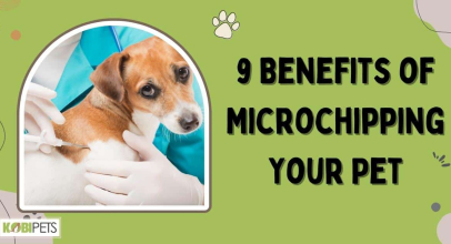 9 Benefits of Microchipping Your Pet