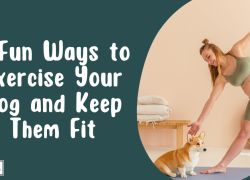 9 Fun Ways to Exercise Your Dog and Keep Them Fit