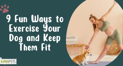 9 Fun Ways to Exercise Your Dog and Keep Them Fit