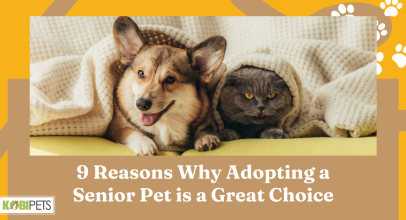9 Reasons Why Adopting a Senior Pet is a Great Choice