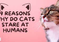 9 Reasons Why Do Cats Stare at Humans