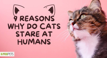 9 Reasons Why Do Cats Stare at Humans
