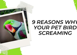 9 Reasons Why Your Pet Bird Screaming