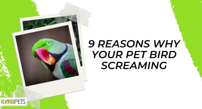 9 Reasons Why Your Pet Bird Screaming