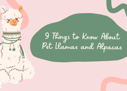 9 Things to Know About Pet Llamas and Alpacas