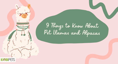 9 Things to Know About Pet Llamas and Alpacas