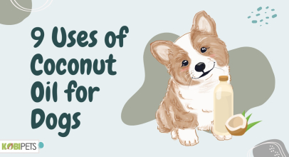 9 Uses of Coconut Oil for Dogs