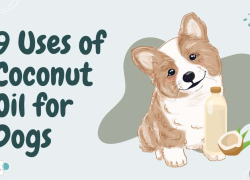 9 Uses of Coconut Oil for Dogs