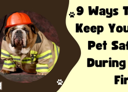 9 Ways To Keep Your Pet Safe During a Fire