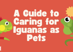 A Guide to Caring for Iguanas as Pets